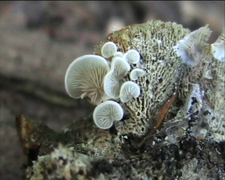 Winkel ( FRA ) 28.08.2004   2 Serie